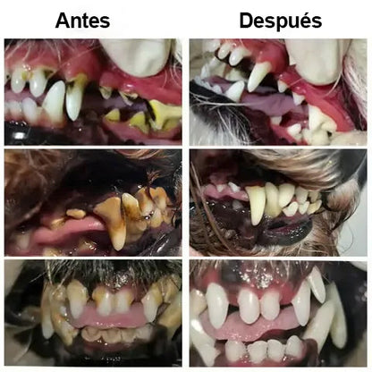 [🇪🇸 Tienda Oficial] Tainun® Líquido oral para el cuidado dental y digestivo de mascotas –  🐾✨ aliento fresco, ayuda a eliminar el sarro y apoya la regeneración de las encías y la estabilidad dental (para gatos y perros) – ¡Hoy con 70 % de descuento! 🐶🐱